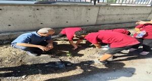 Yeşil Vatan Fidan Dikme Etkinliği